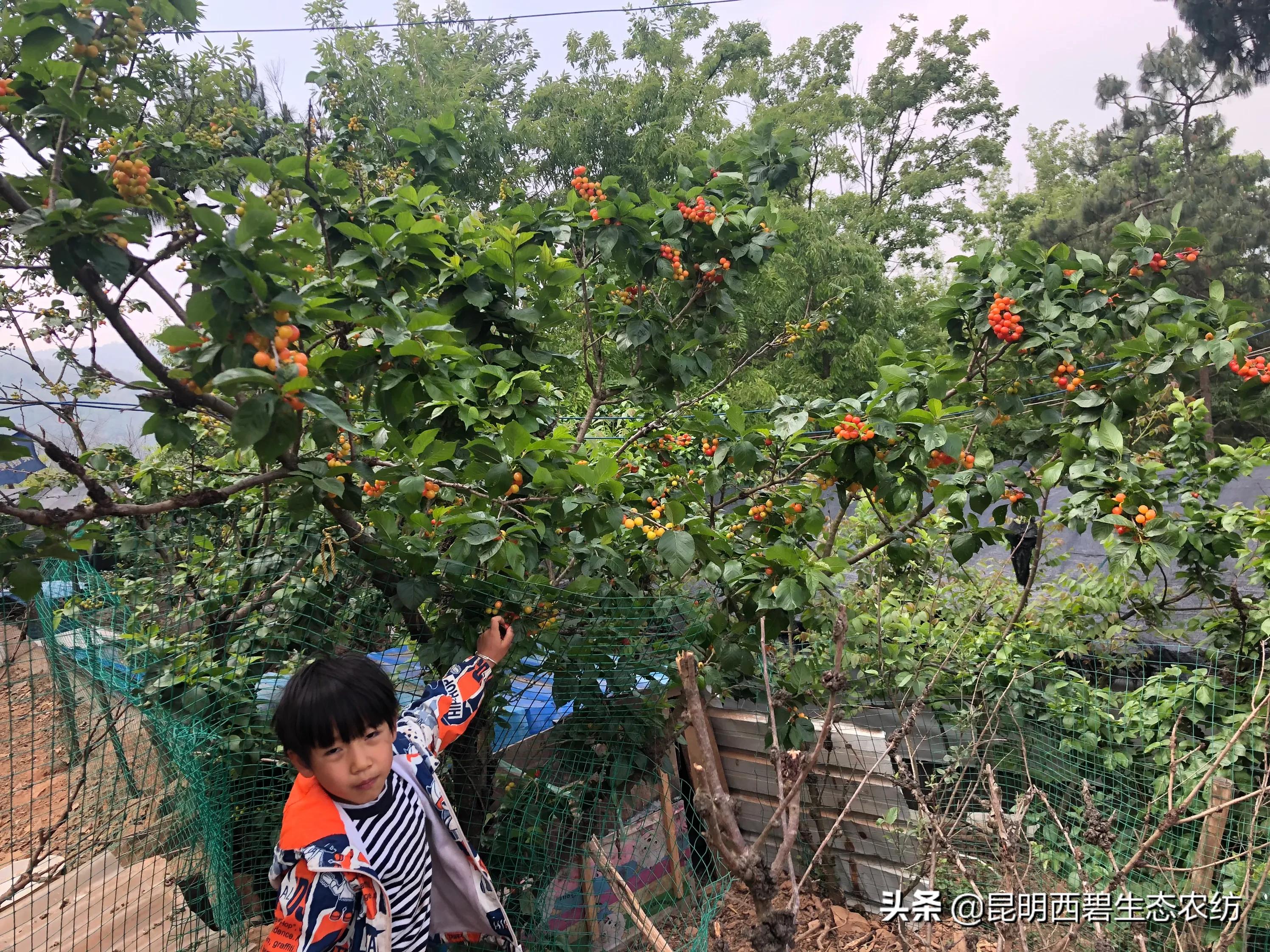 今日特码科普！车厘子快比草莓便宜,百科词条爱好_澳彩资料网